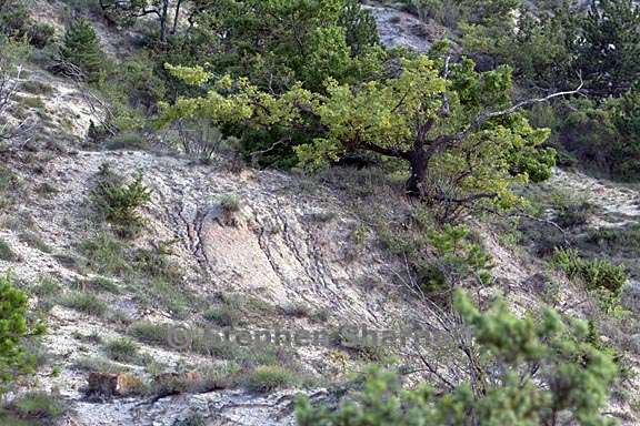 garrigue 1 graphic